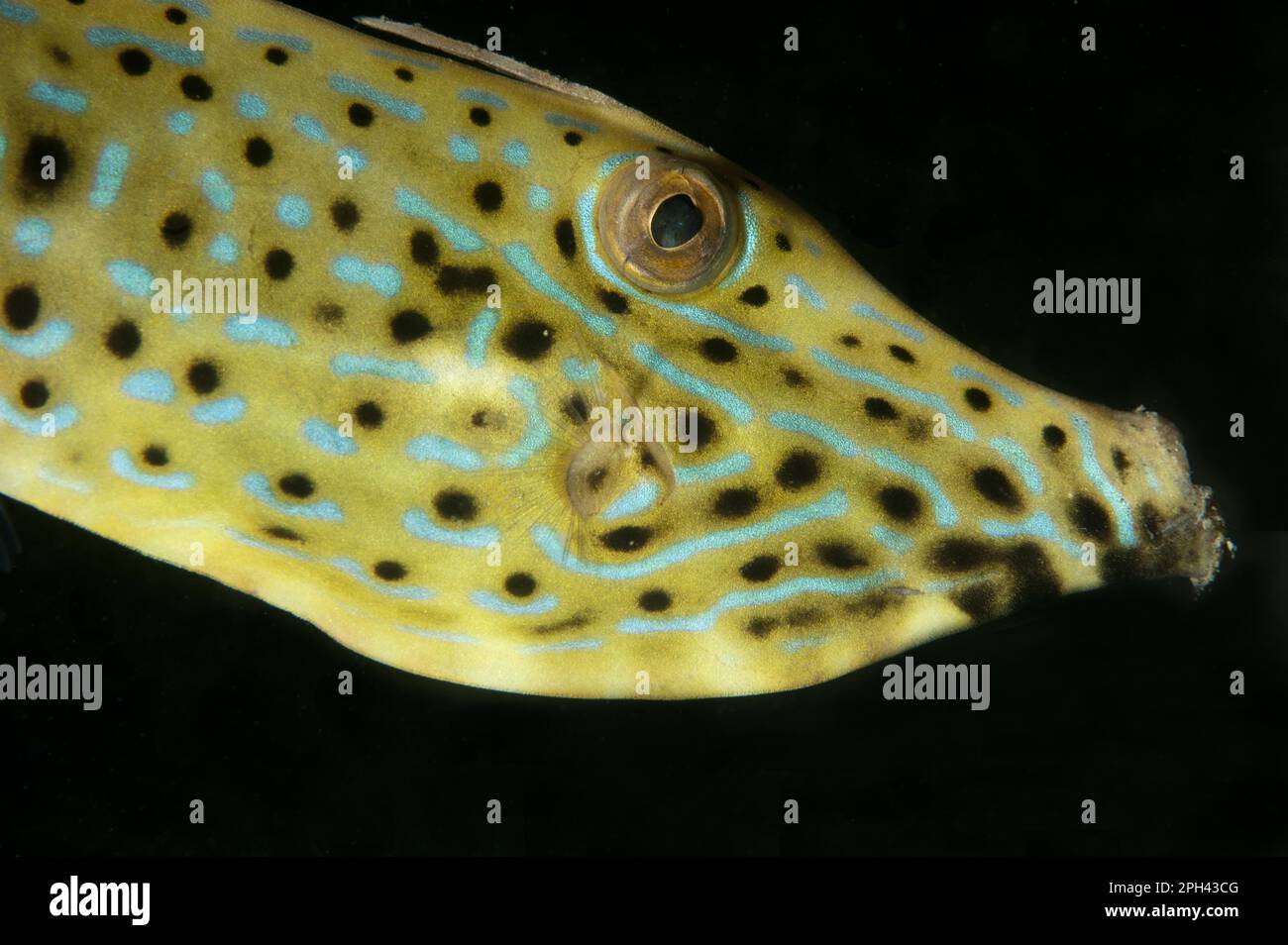Filefish (Aluterus scriptus) adulto, primo piano della testa, di notte, isola di Lembeh, stretto di Lembeh, Sulawesi, Isole della Grande Sunda, Indonesia Foto Stock