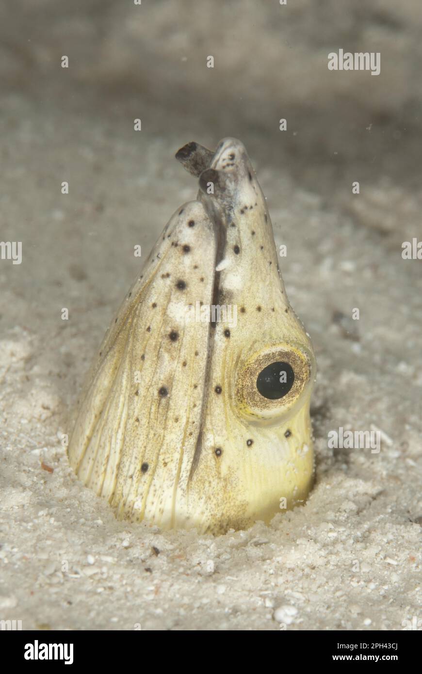 Alpinna di serpente (Ophichthus altipennis) adulto, testa all'entrata di buca nella sabbia, isola di Sipadan, Sabah, Borneo, Malesia Foto Stock