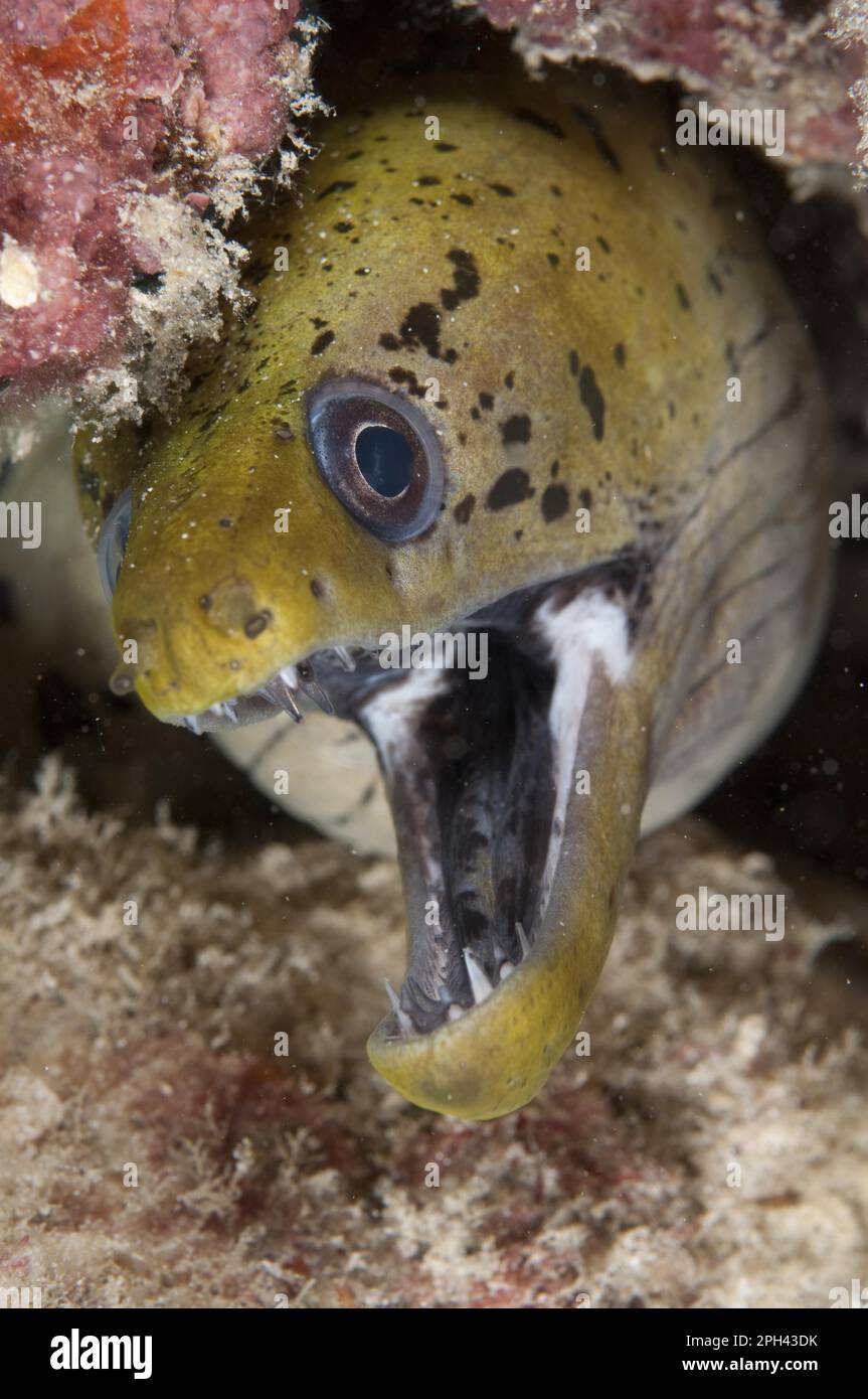 Moray fimbriato (Gymnothorax fimbriatus) Eel adulto, con bocca aperta, primo piano della testa in crevice, Mabul Island, Sabah, Borneo, Malesia Foto Stock