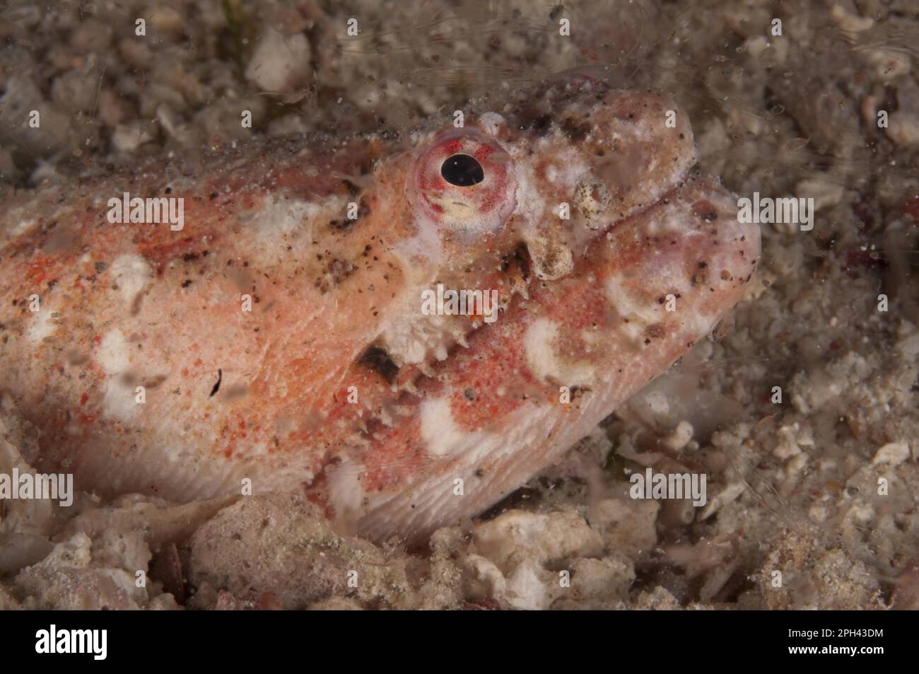 Anguille di serpente, anguille, altri animali, pesci, animali, Reptilian Snake Eel (Brachysomophis henshawi) adulto, primo piano della testa, isola di Mabul, Sabah, Borneo Foto Stock