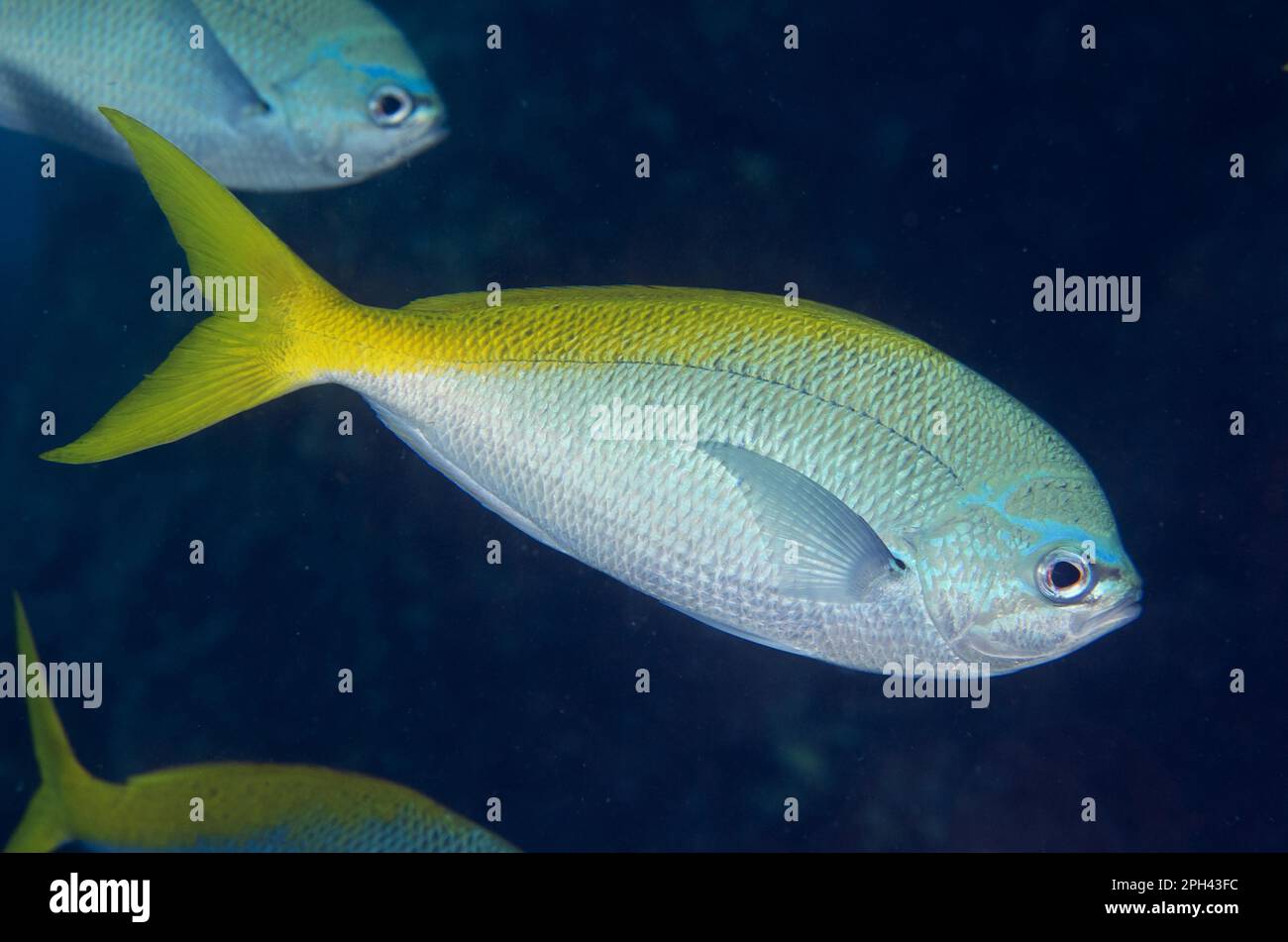 Fusilieri ad alta schiena, fusilieri ad alta schiena, altri animali, pesci, animali, Caesionidae, Redbelly Yellowtail Fusili Foto Stock