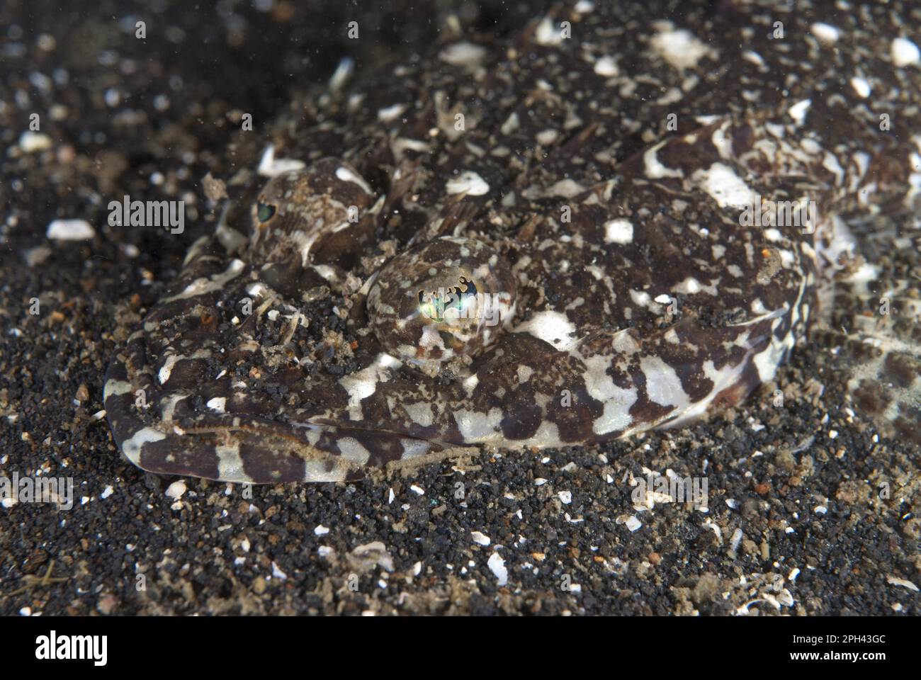 Fringelip Flathead (Sunagocia otaitensis) adulto, primo piano della testa mimetizzazione su sabbia nera, Lembeh Strait, Sulawesi, Isole Sunda, Indonesia Foto Stock
