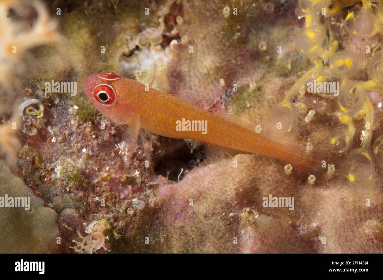 Gobi nana dalla coda ad anello (Trimma benjamini) adulto, riposante su corallo, stretto di Dampier, Isole di Raja Ampat (quattro Re), Papua Occidentale, Nuova Guinea, Indonesia Foto Stock
