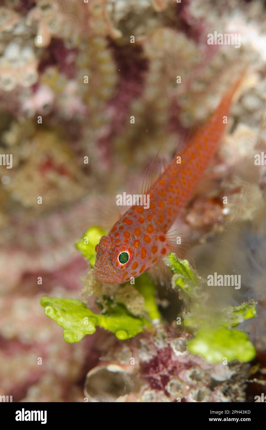 Greybeard goby (Trimma nosum) adulto, Batu Sandar, Lembeh Strait, Sulawesi, Greater Sunda Islands, Indonesia Foto Stock