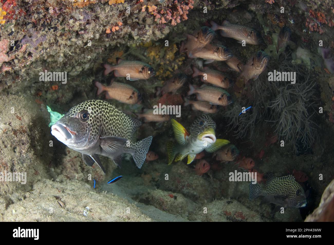 Dolcificlip con fasce diagonali multiple macchiate (Plectorhinchus harlequin sweetlip (Plectorhinchus chaetodonoides), dolcificlip con fasce diagonali e pinna d'ombra Foto Stock