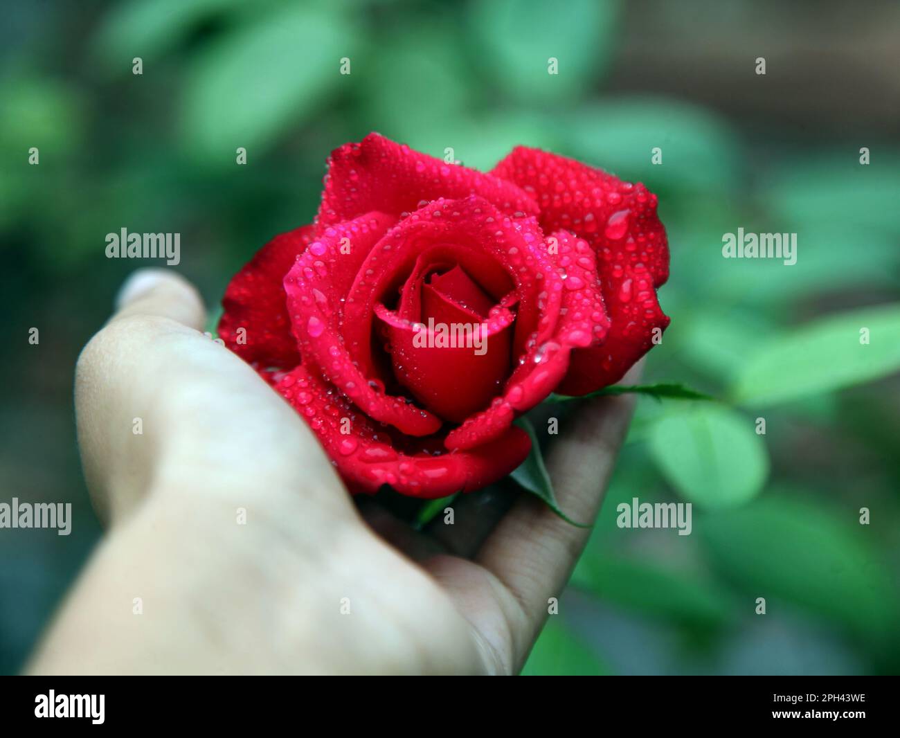 pioggia bagnata rosa nel mio piccolo giardino. Foto Stock