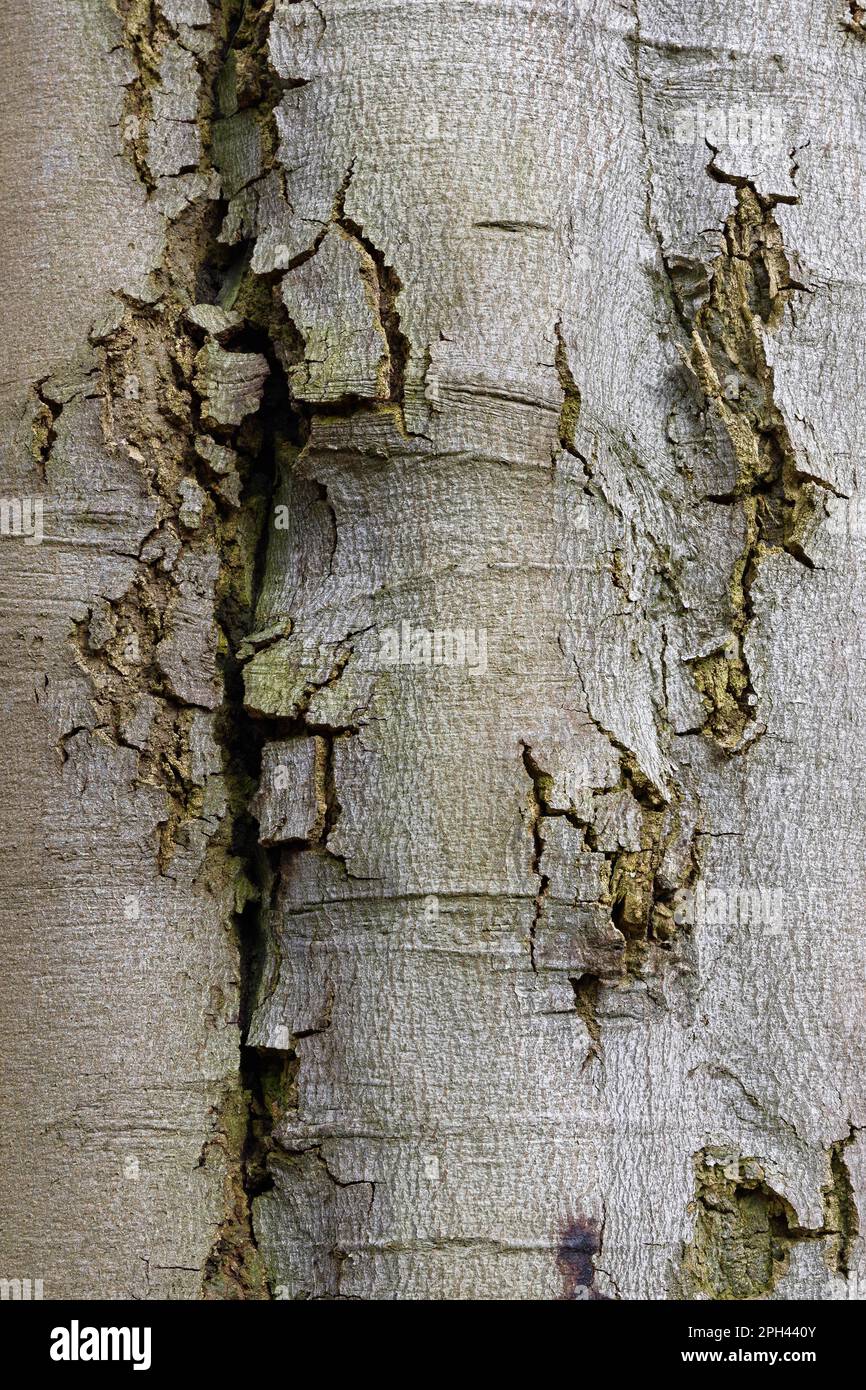 Corteccia del faggio di rame (Fagus silvatica), riserva naturale di Huelser Bruch, Krefeld, Renania settentrionale-Vestfalia, Huelser Bruch, Germania Foto Stock