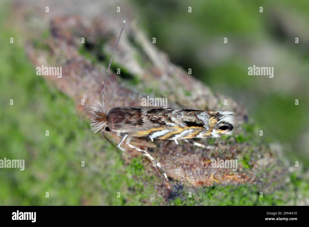 Falò di macrosaccus robiniella. Specie nordamericana, aliena in Europa. Le miniere dei pilastri, che estraggono le foglie di Robinia. Foto Stock