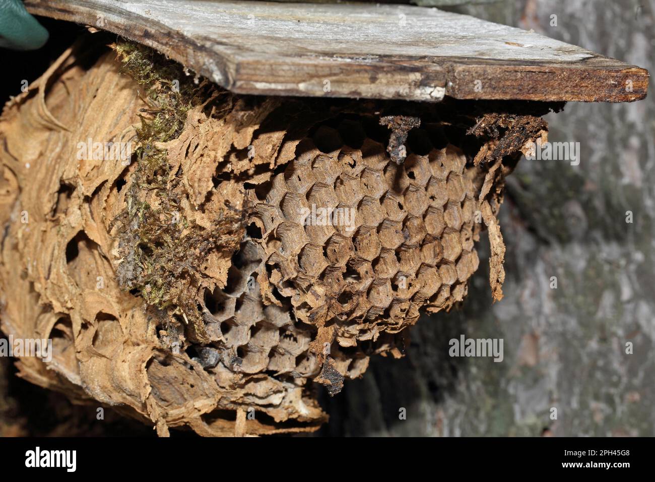 Hornet, nido di calabrone Foto Stock
