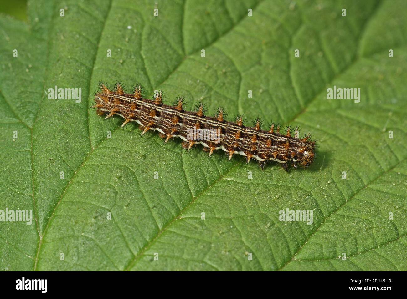 Farfalla madreperla MeadowSweet, caterpillar Foto Stock