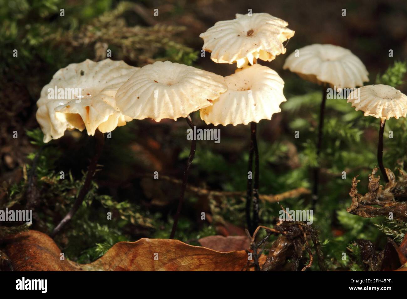 Archetto da collo-Schwinding Foto Stock