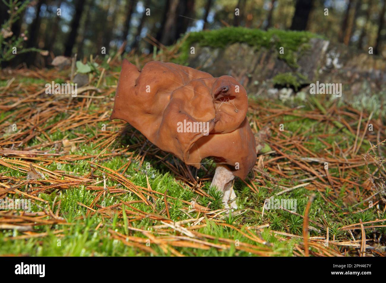 Tappo del Vescovo Foto Stock