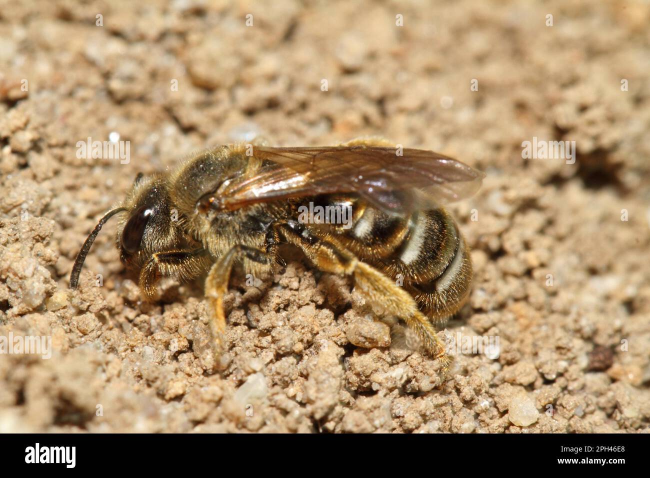 Ape di sabbia comune Foto Stock