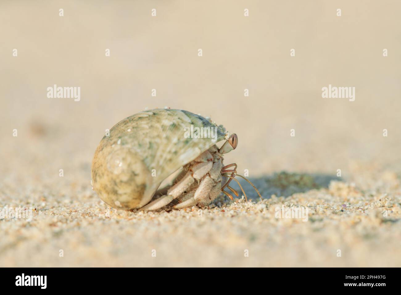 Granchio eremita che vive in una conchiglia. Foto Stock