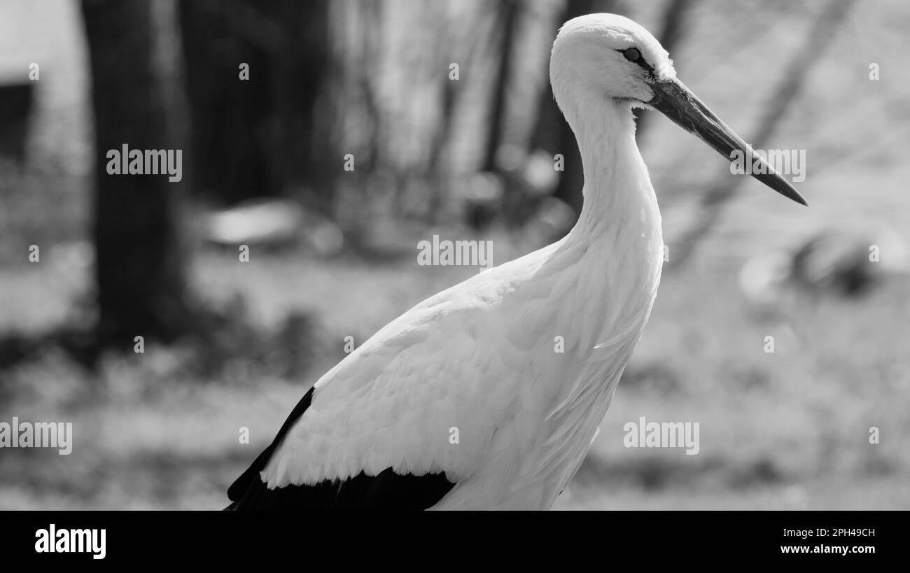 Primo piano ritratto di una cicogna in bianco e nero Foto Stock