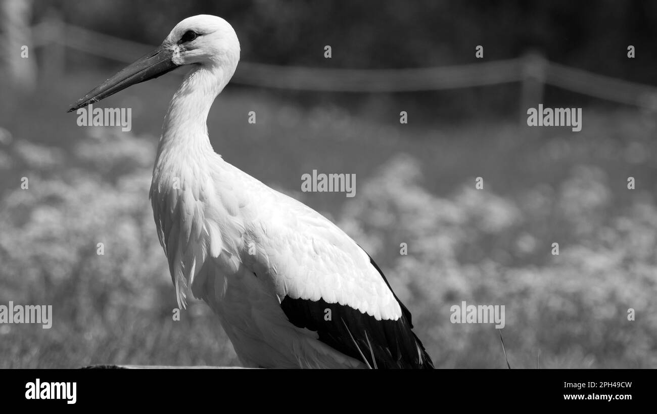 Primo piano ritratto di cicogna con becco lungo in bianco e nero Foto Stock