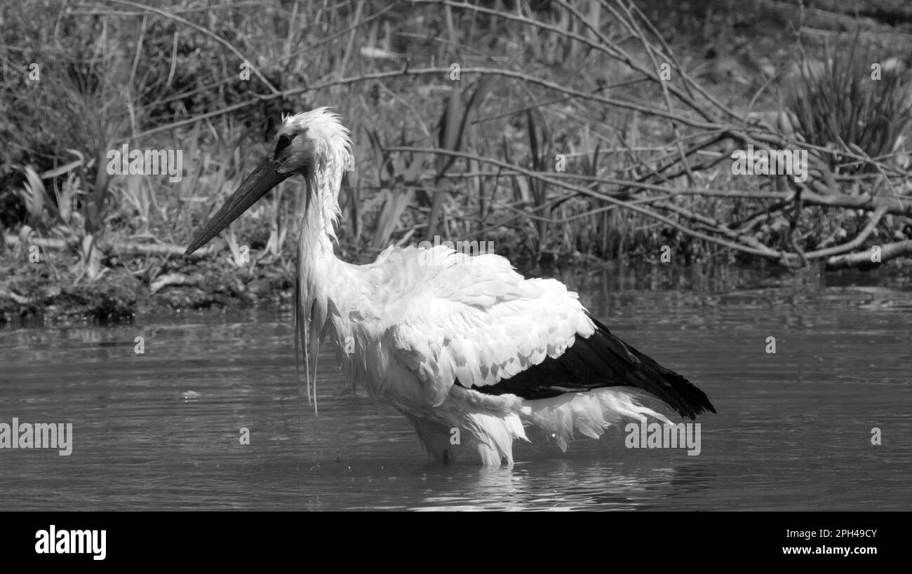 Sodden gocciolando cicogna in piedi in acqua in bianco e nero Foto Stock