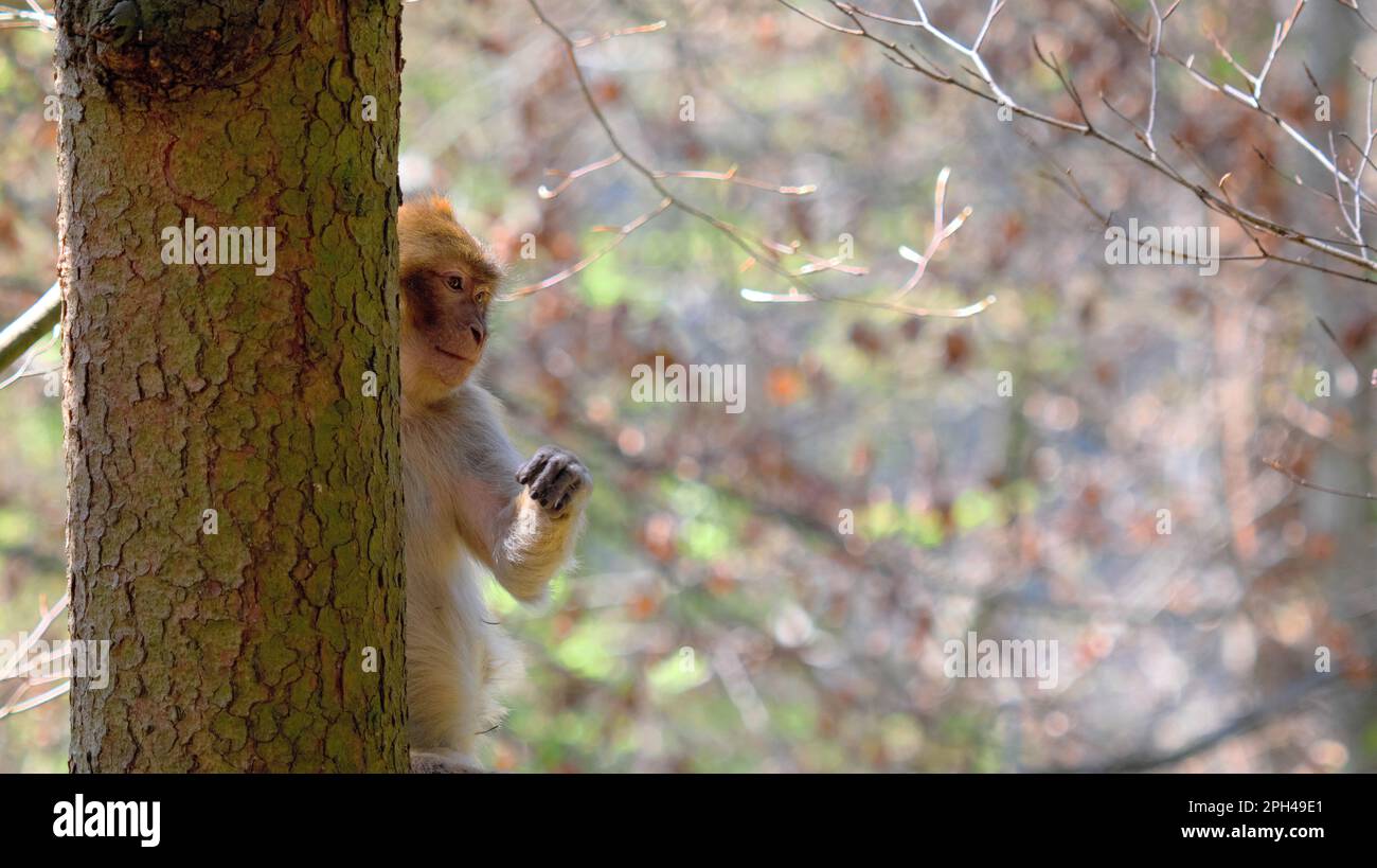 Giovane bambina di ape barbarica che guarda fuori da dietro l'albero con una mano in aria Foto Stock