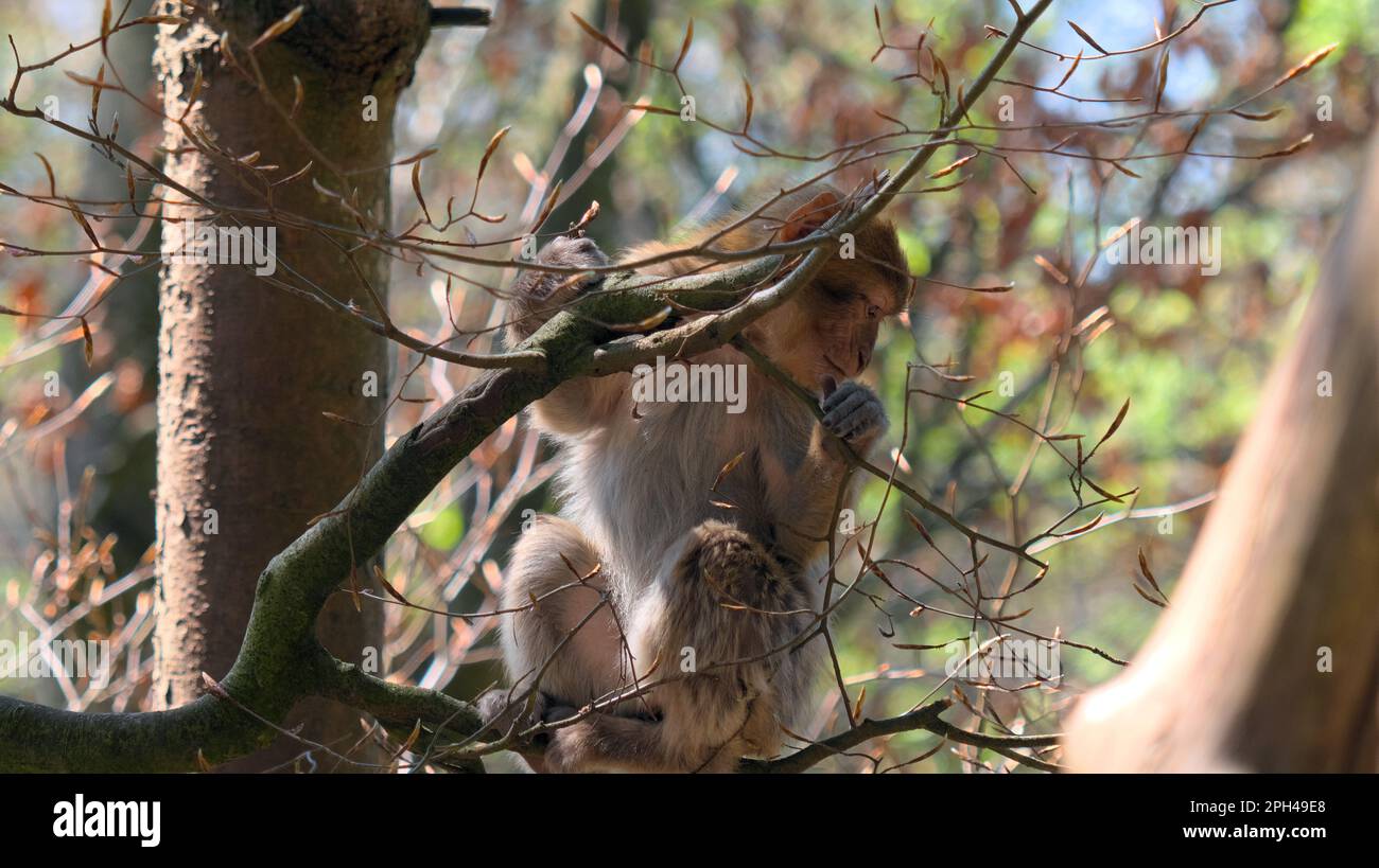 Il bambino giovane di ape del barbary si siede sui rami nell'albero e guarda giù lateralmente Foto Stock