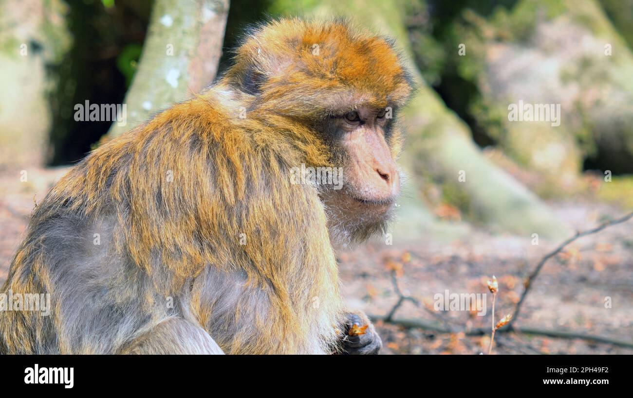 Primo piano di giovane scimmia barbara con foglia piccola in mano e volare nei capelli Foto Stock