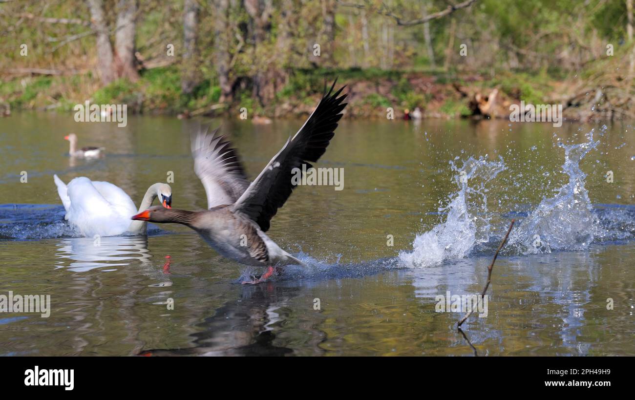 Oca che fugge sull'acqua dal cigno con il collo teso e le ali sollevate Foto Stock