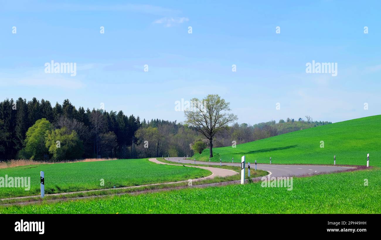 Strada di campagna curva circondata da prato verde con foresta sullo sfondo Foto Stock