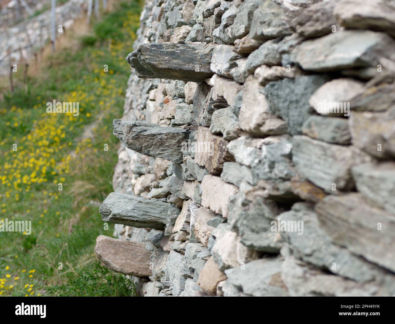 Muro di pietra con scalini in pietra per salire sulla natura terrazzata del vigneto, Valle d'Aosta, Italia Foto Stock