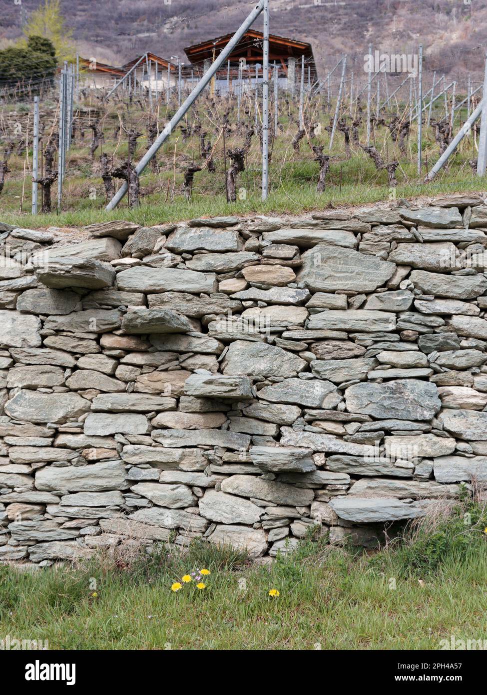 Vigneto a terrazze Les Granges in Valle d'Aosta. Muro di pietra includono gradini per consentire l'arrampicata. Foto Stock