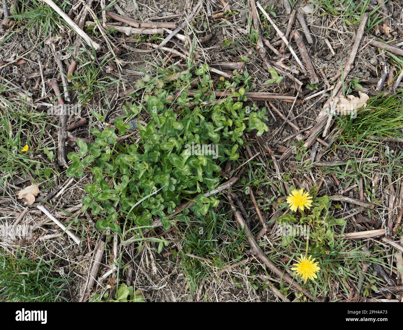 Primo piano di spezzoni di vite sdraiati sul terreno tra piante e fiori in un vigneto biologico Foto Stock