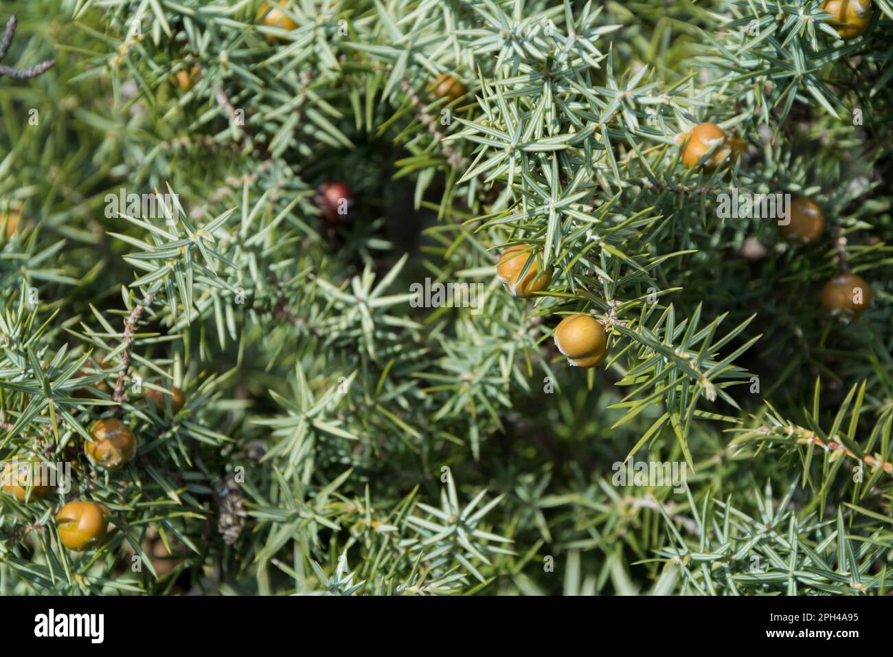 Un primo piano di rami e frutti di Cade (Juniperus oxycedrus). Immagine orizzontale con messa a fuoco selettiva e sfondo sfocato Foto Stock