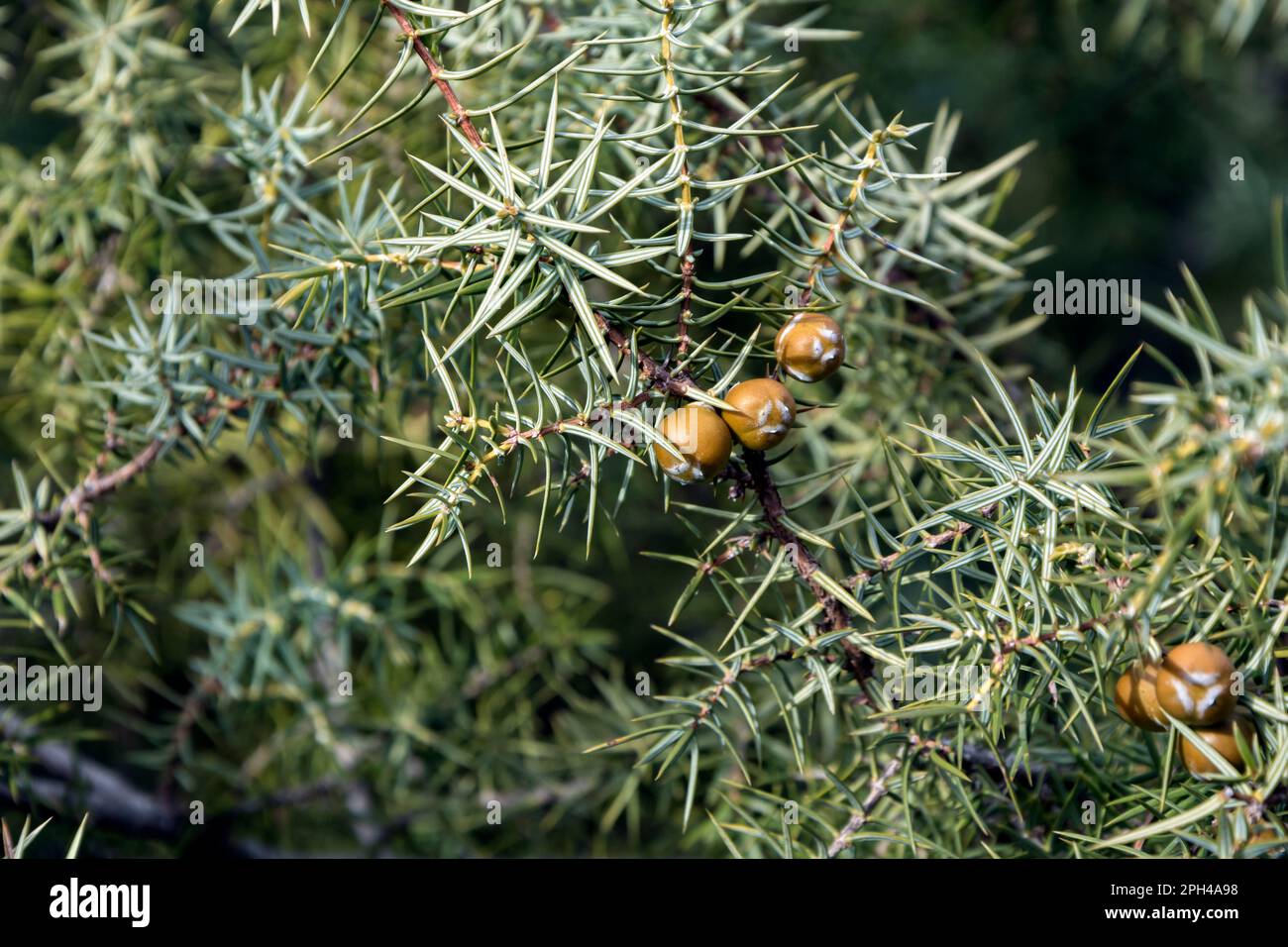 Un primo piano di rami e frutti di Cade (Juniperus oxycedrus). Immagine orizzontale con messa a fuoco selettiva, sfondo sfocato e spazio di copia Foto Stock
