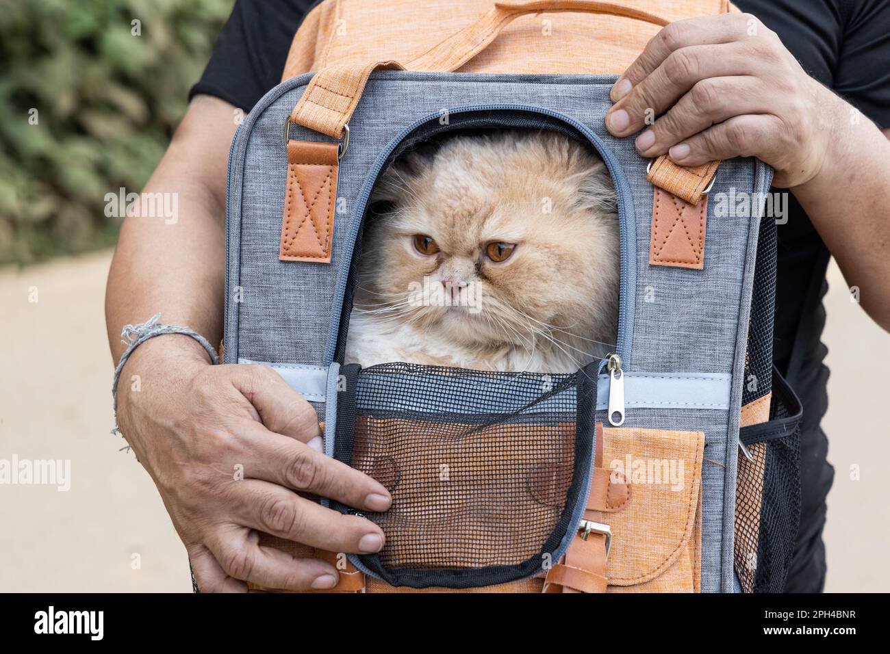 Una persona trasporta un gatto all'interno di una borsa di trasporto durante il viaggio Foto Stock