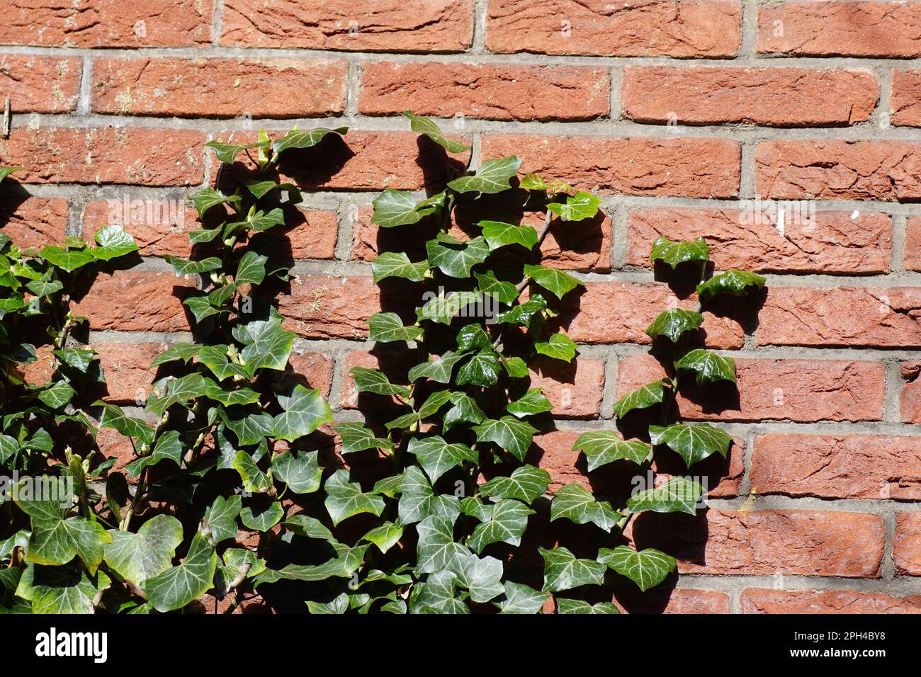 Primo piano di edera (Hedera Helix), famiglia Araliaceae su un muro di mattoni rossi al sole nei Paesi Bassi nel mese di marzo. Texture, pattern, sfondo. Foto Stock