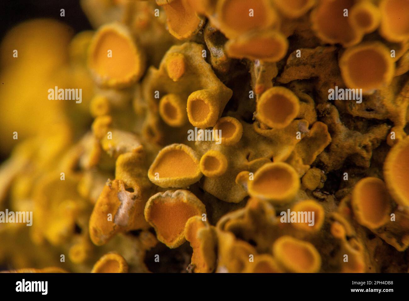 lichen giallo, un organismo composito di alghe o batteri e funghi, in dettaglio Foto Stock