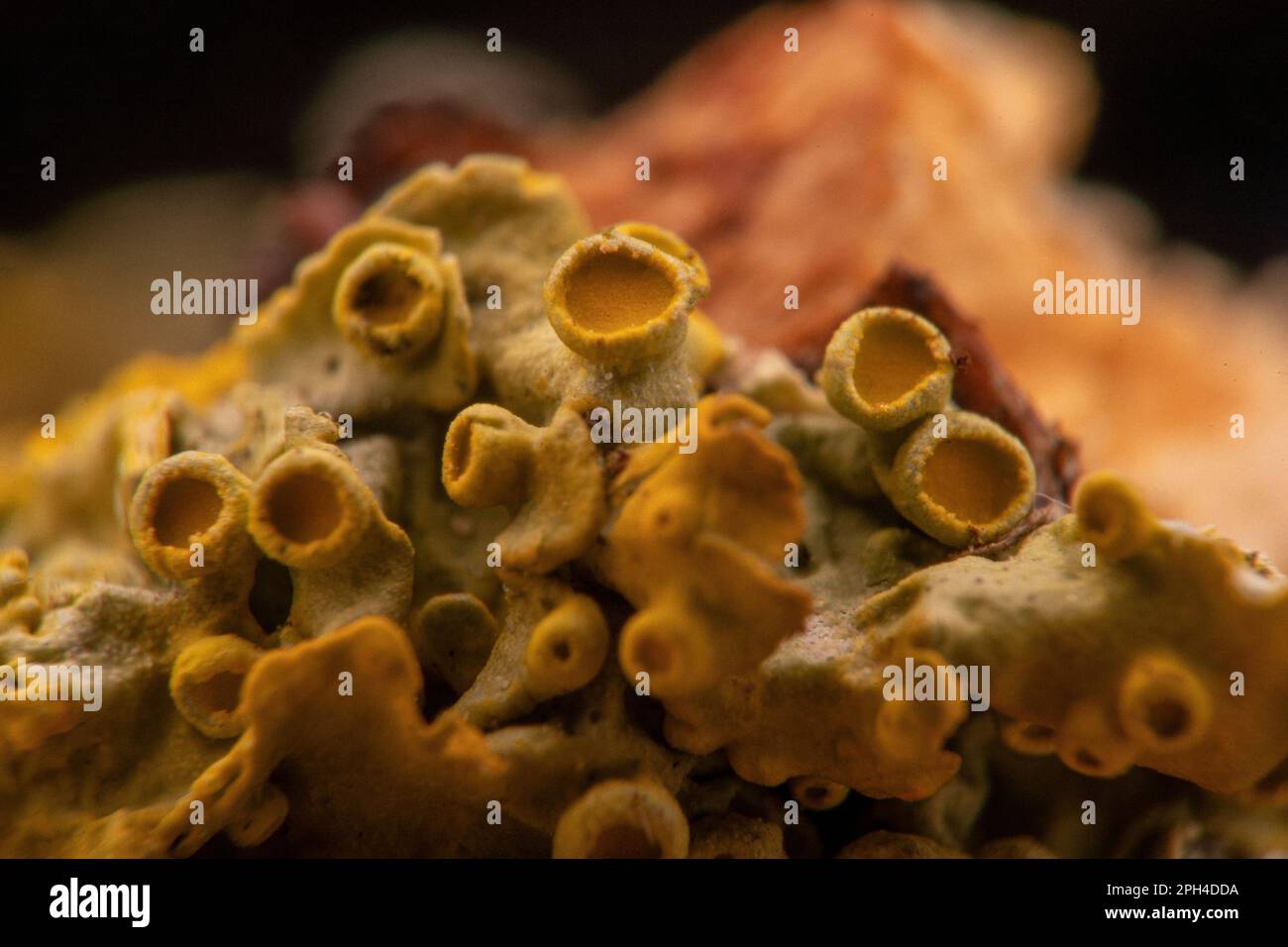 lichen giallo, un organismo composito di alghe o batteri e funghi, in dettaglio Foto Stock