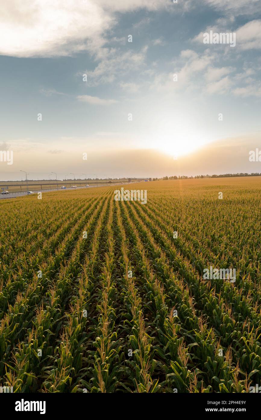 Vista aerea del campo di mais. Foto di alta qualità Foto Stock