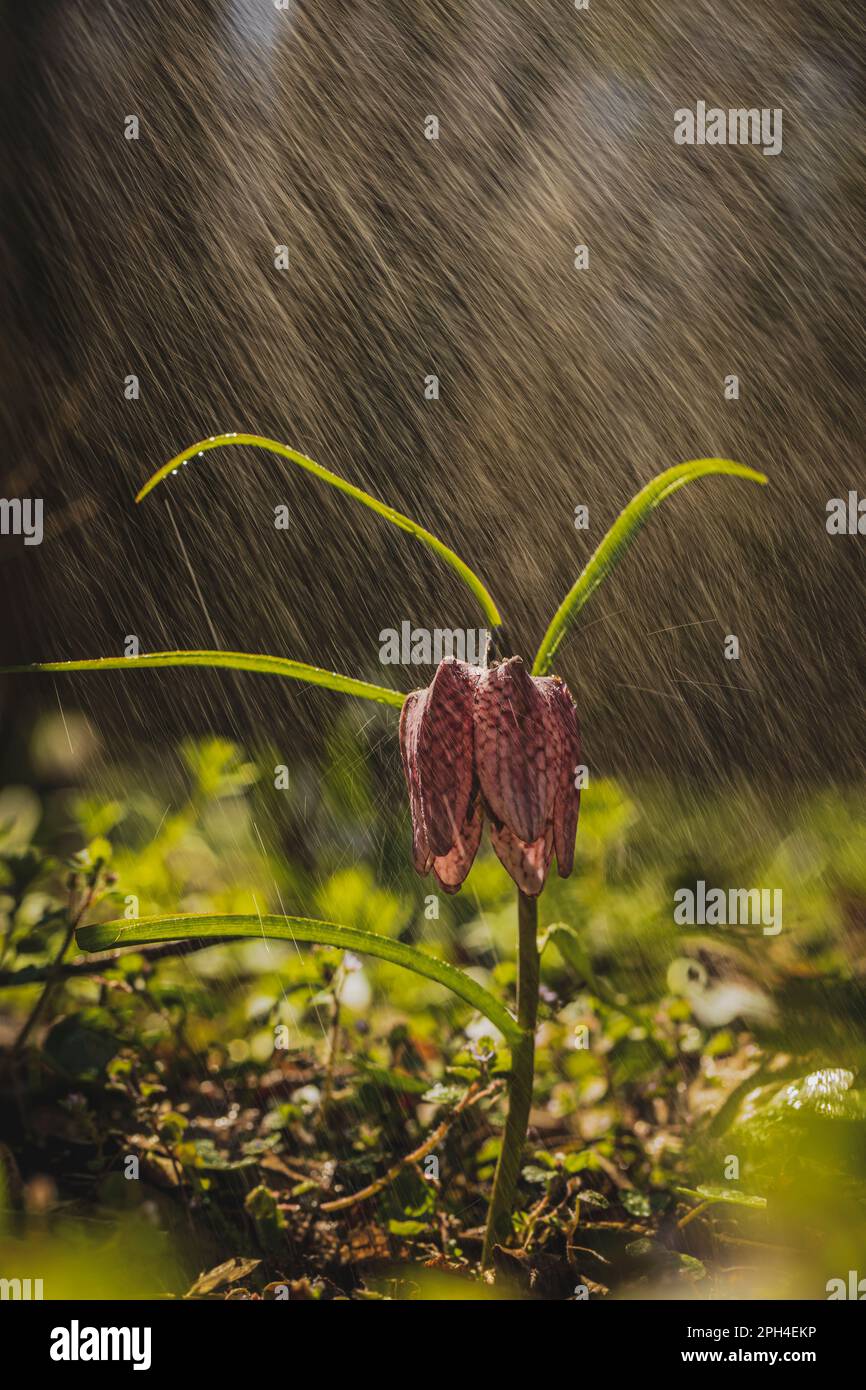 Un raro incontro con il fiore degli scacchi o con il fiore della testa del serpente (Fritillaria meleagris). La foto è stata scattata il 19th marzo 2023 a Lunca Poganisului, Foto Stock
