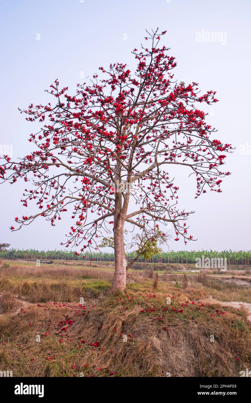 Albero di Ceiba Bombax con fiori di fiori rossi nel campo sotto il cielo blu Foto Stock