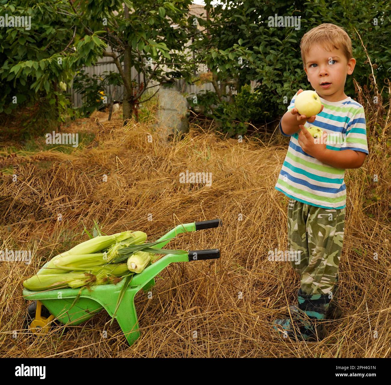 Un capretto duro-che lavora con un raccolto di mais e di mele vuole ripartire. Gentile bambino generoso con mele fresche Foto Stock