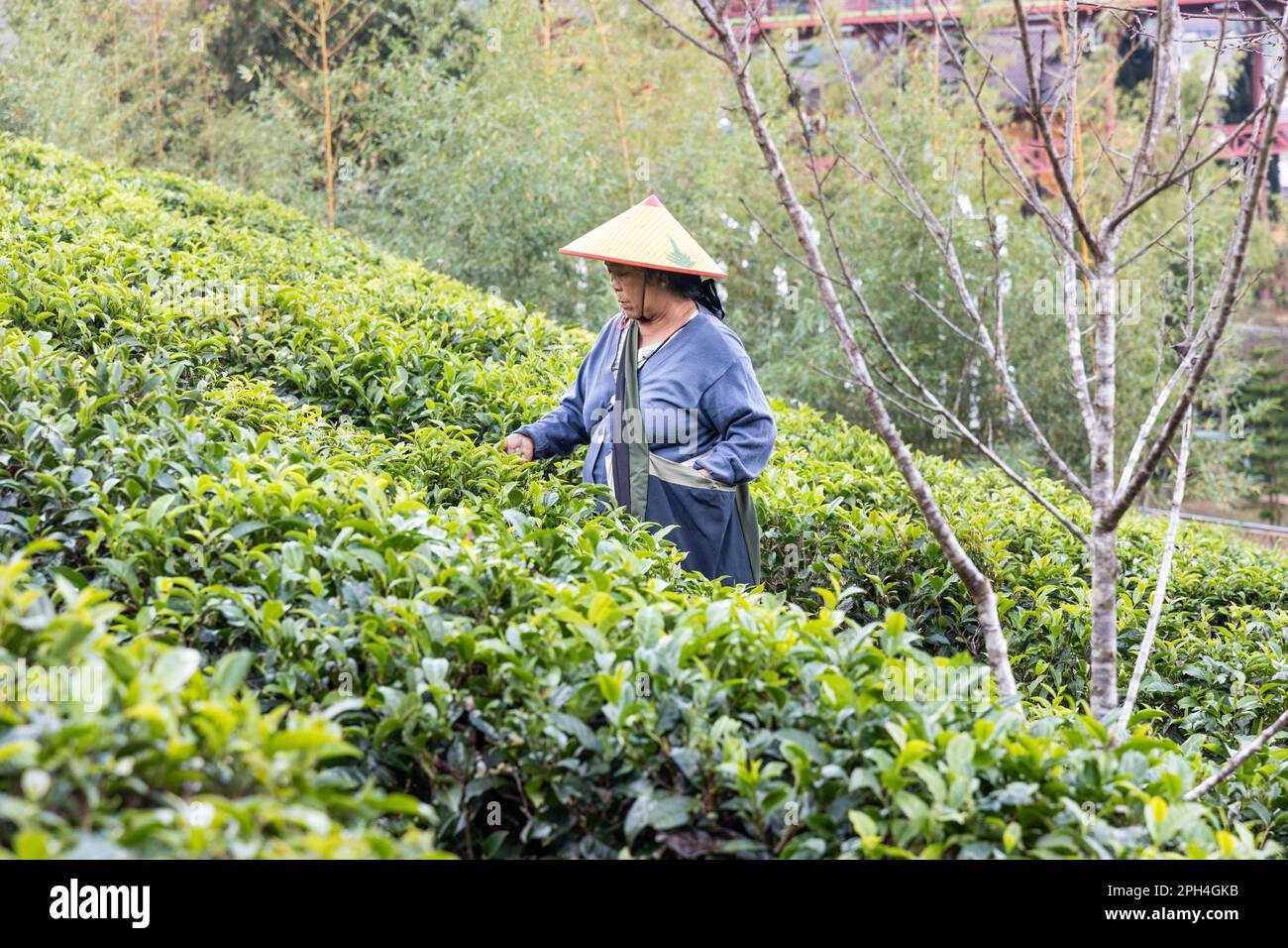 Un lavoratore locale della piantagione che raccoglie il tè parte alla piantagione di tè di Ban Rak Thai, provincia di Mae Hong Son in Thailandia Foto Stock