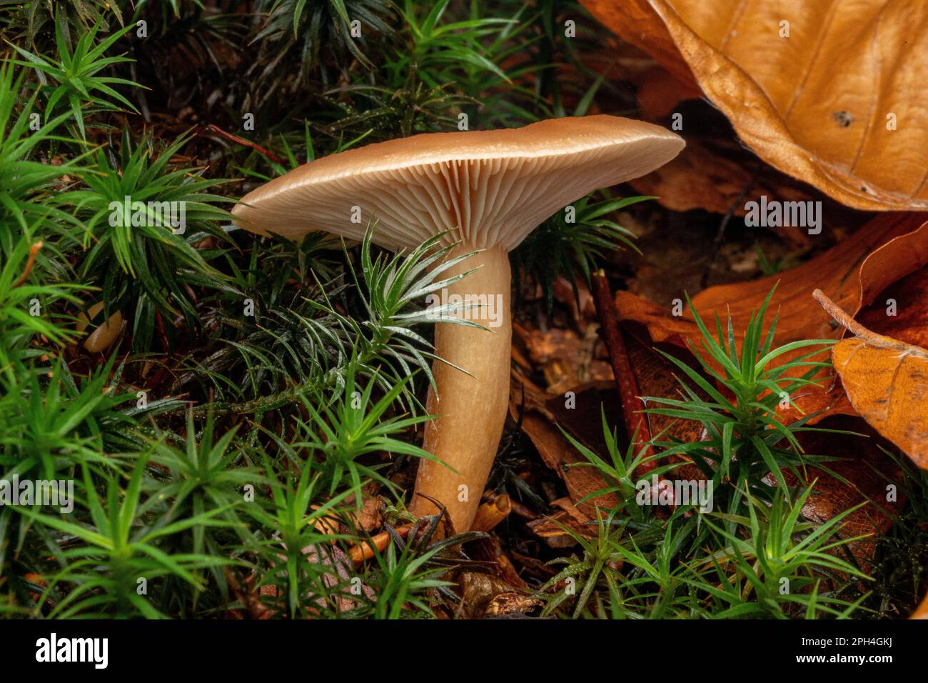 funghi nei boschi tra muschio e fogliame Foto Stock