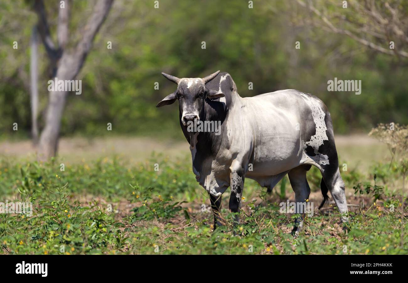 Primo piano di un toro Nelore sulla fattoria brasiliana, Pantanal Sud. Foto Stock