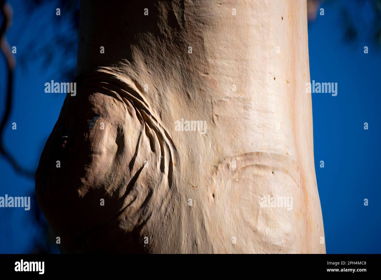Corteccia di un albero di eucalipto Foto Stock