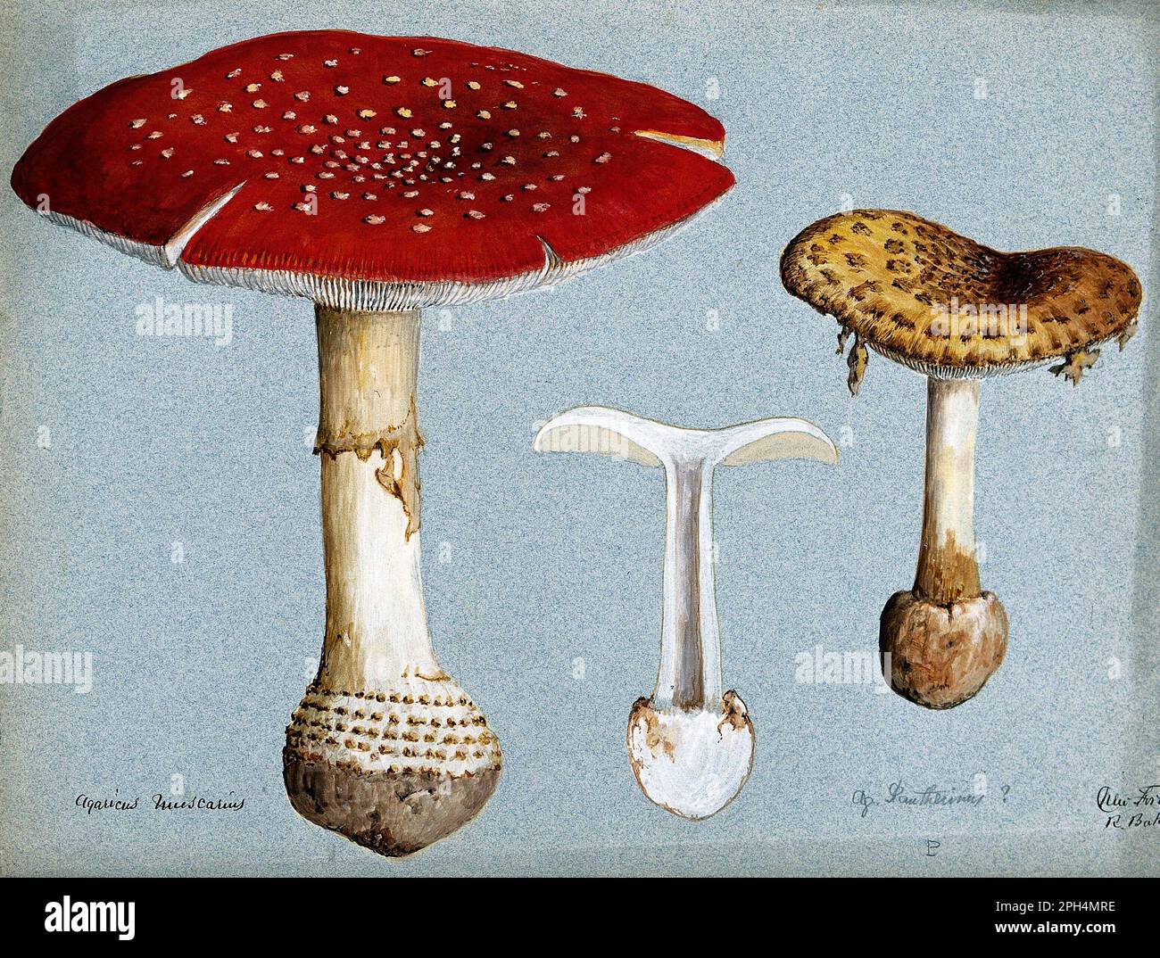 Amanita muscaria, comunemente noto come Fly agaric o Fly amanita, acquerello d'annata del 1898 Foto Stock