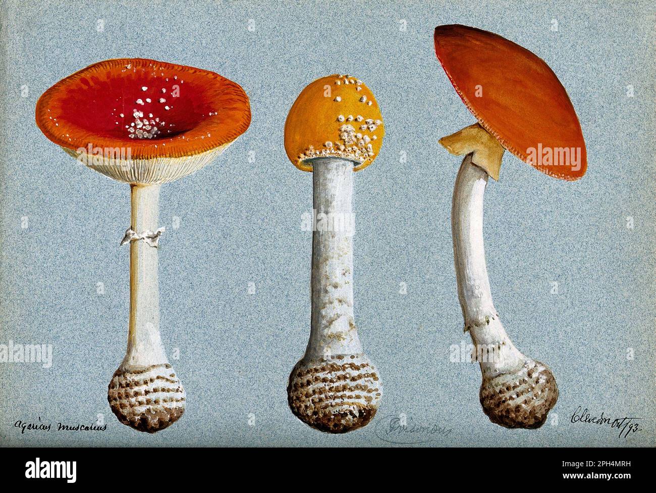 Amanita muscaria, comunemente noto come Fly agaric o Fly amanita, acquerello d'annata del 1893 Foto Stock