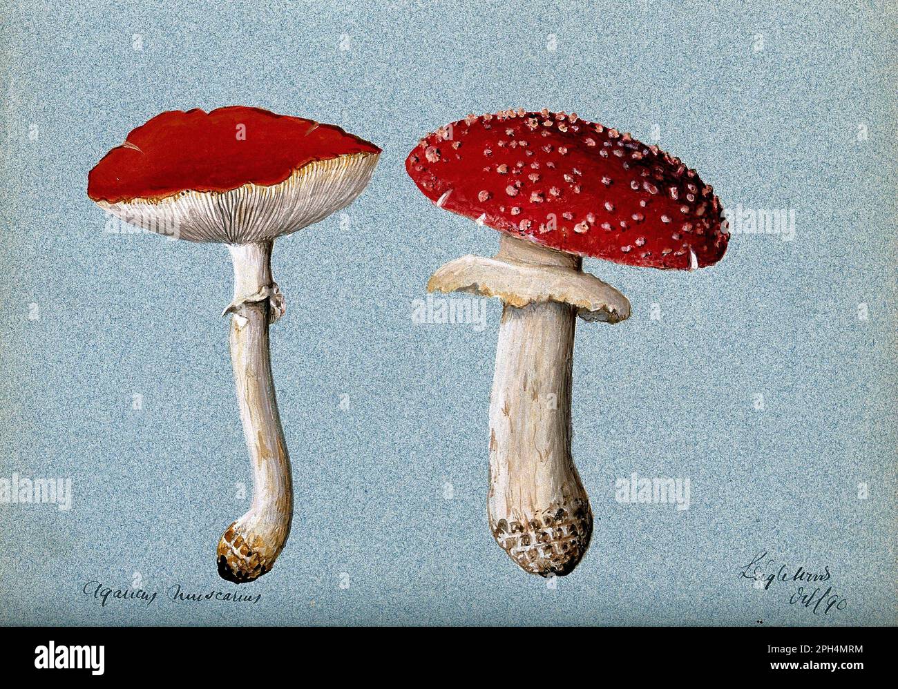 Amanita muscaria, comunemente noto come Fly agaric o Fly amanita, acquerello d'annata del 1890 Foto Stock