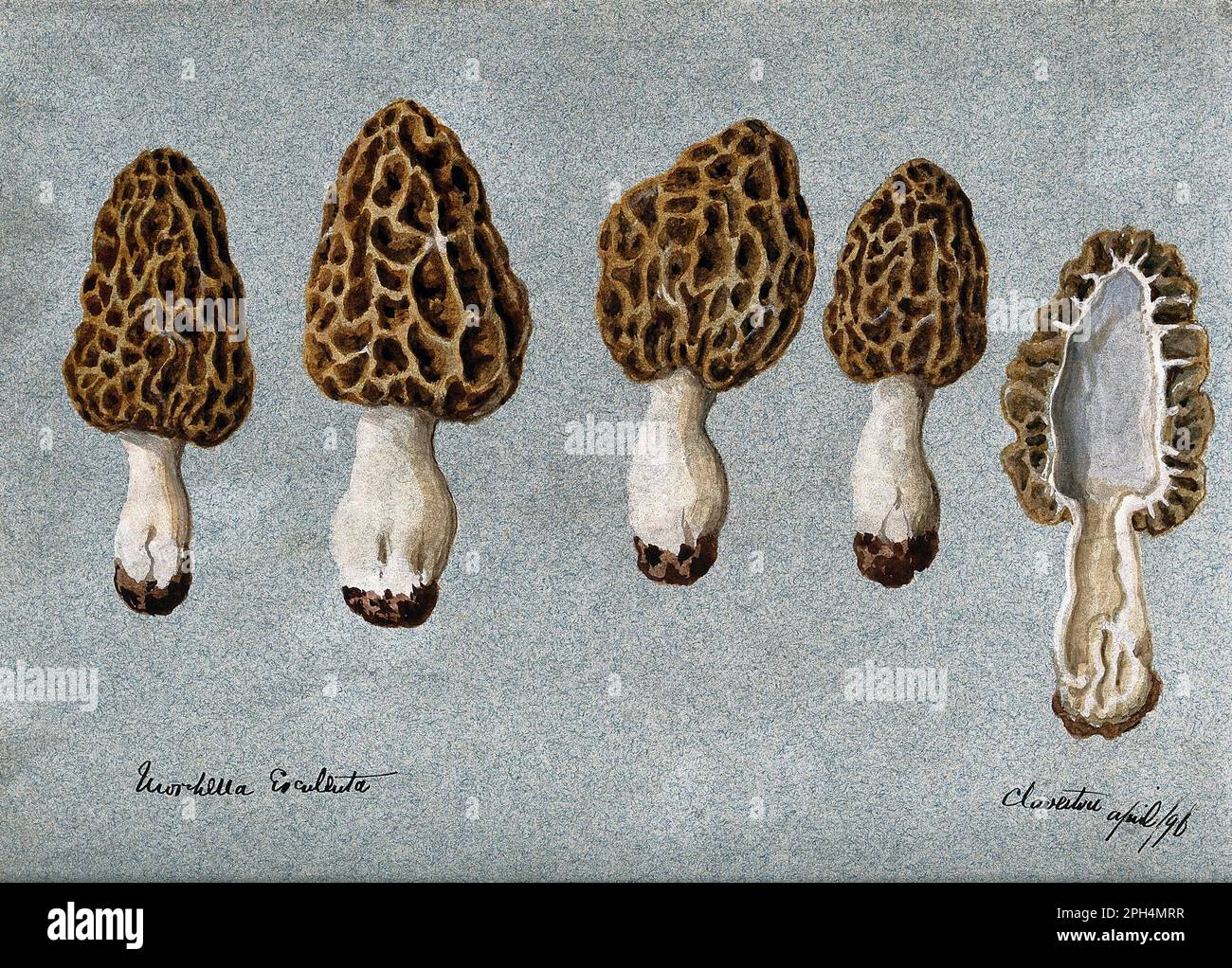 Morchella esculenta, comunemente nota come morel comune, morel, morel giallo, morel vero, morel fungo, e spugnola, acquerello d'annata del 1896 Foto Stock
