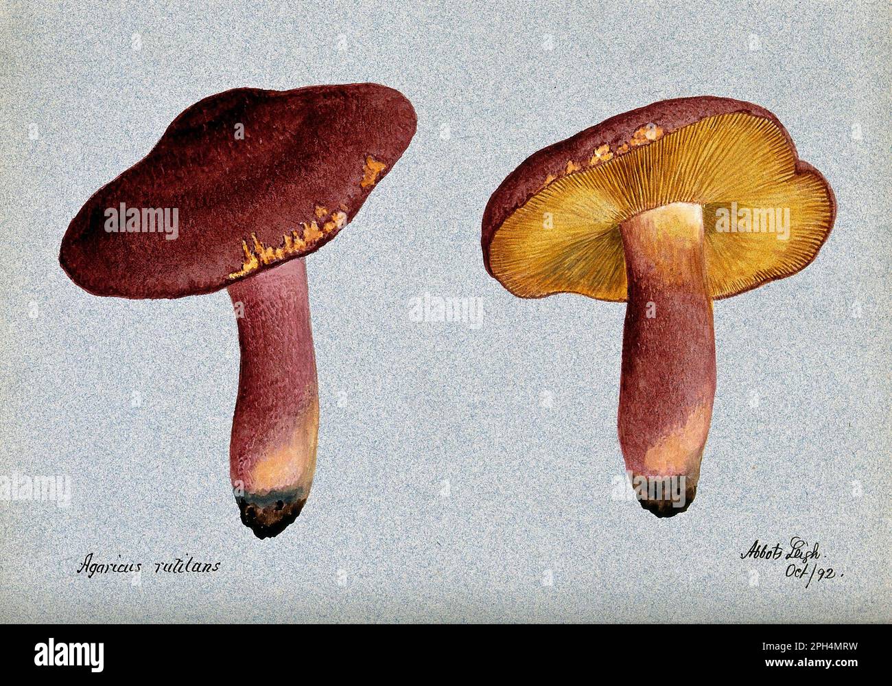 Tricholomopsis rutilans, comunemente noto come prugne e Custard o agarico dai capelli rossi, è una specie di fungo brulicante, acquerello d'annata del 1892 Foto Stock