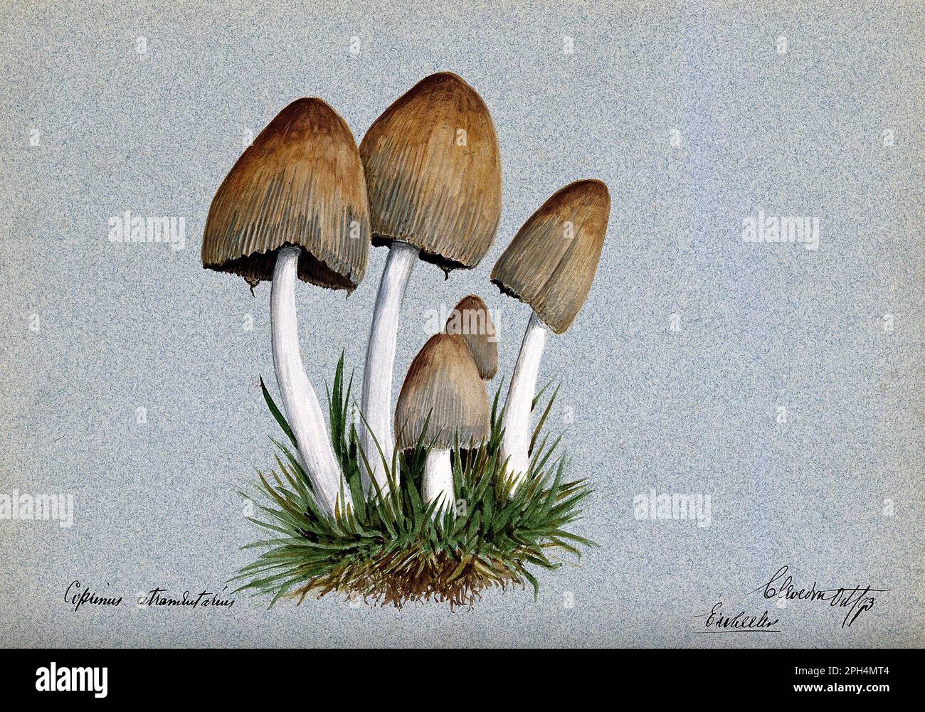 Coprinopsis atramentaria, comunemente noto come il cappuccio di inchiostro comune o cappuccio inky, acquerello vintage dal 1897 Foto Stock