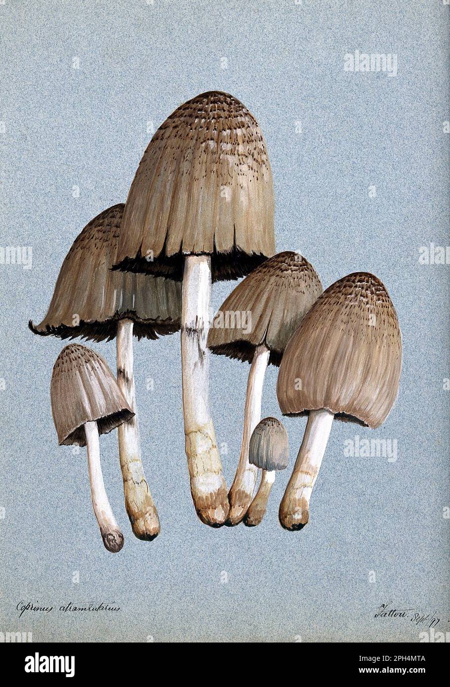 Coprinopsis atramentaria, comunemente noto come il cappuccio di inchiostro comune o cappuccio inky, acquerello vintage dal 1897 Foto Stock